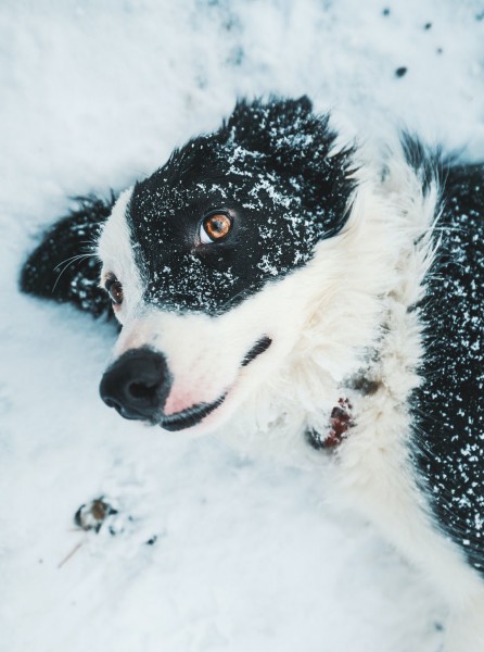 erkaeltung-hund-winter