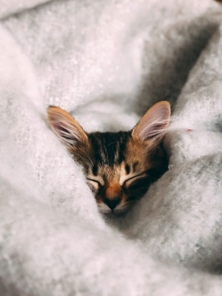 Katze-Winter-Schlafen